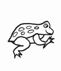 grenouille1.gif (3856 octets)