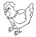 poule1.gif (4822 octets)