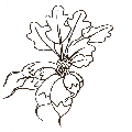 radis-1.gif (2903 octets)