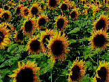 tournesol-1.gif (24300 octets)
