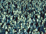 00731_800-c.gif (23914 octets)