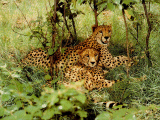 00793_800-d.gif (23168 octets)