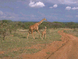 girafe..gif (16106 octets)
