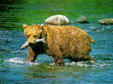 ours..gif (19697 octets)