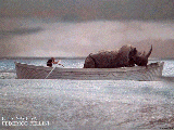 rhino-bato..gif (18887 octets)