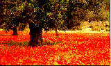 FD-pers.arbre1.gif (17799 octets)