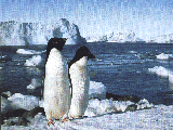 pinguin-1.gif (20875 octets)