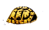 tortue.gif (16388 octets)