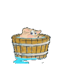 cochon2.gif (15832 octets)