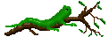 lezard gif.gif (2296 octets)