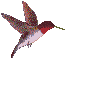colibry.gif (6507 octets)