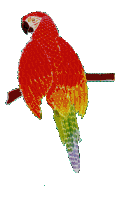 peroquet.GM.gif (8386 octets)